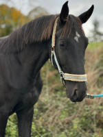 Vente de cheval : Santiago